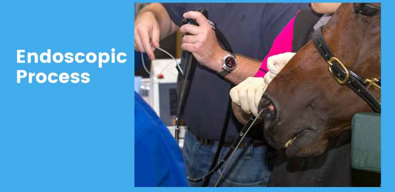 horse endoscopic
