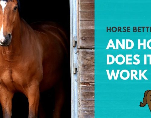 horse betting